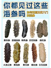 刺参是有刺的海参吗