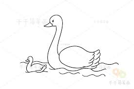 如何学会画优雅天鹅简笔画