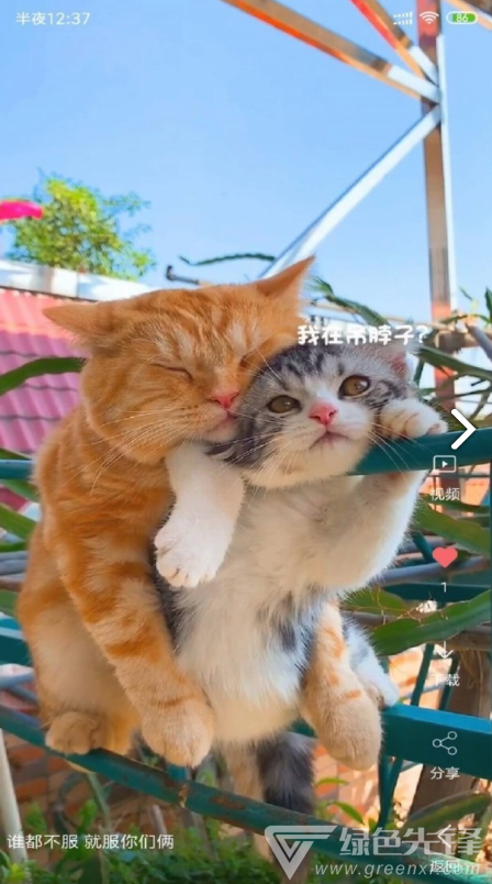 VideoWallpaper