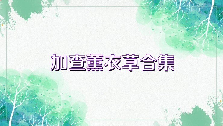 加查薰衣草合集