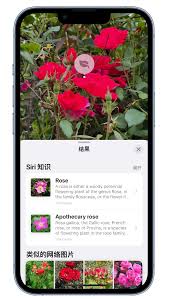 苹果看图查询功能怎么用