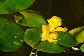 荇菜生长在哪里