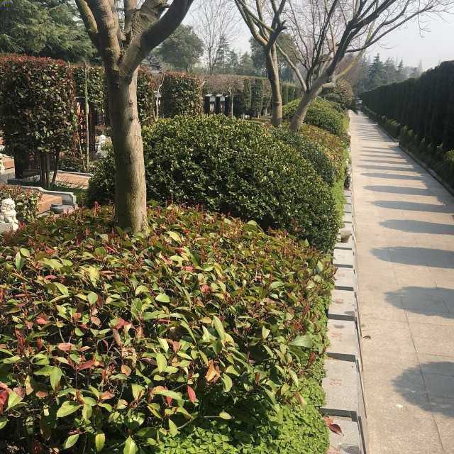 明珠公墓预约平台