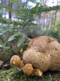 菇菇森林德拉贡技能如何